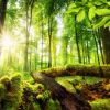 Der Wald ist Lebens- und Erholungsraum für Tier und Menschen